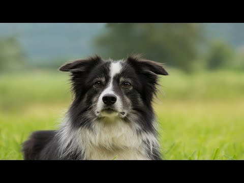 Sur les sentiers du Moudang - Le berger d'Aure