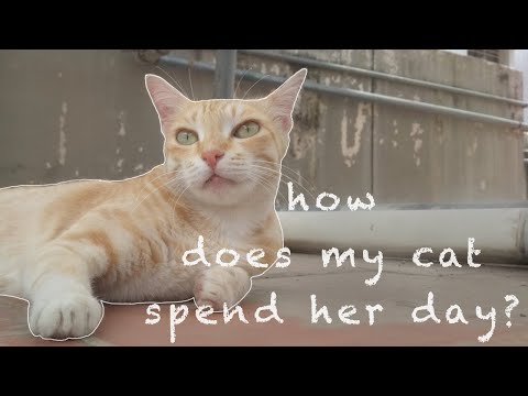 Meet my Cat, Cheeto! 🐱| A Day in the Life of Cheeto
