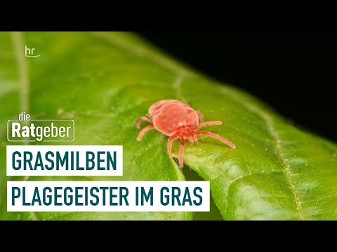 Grasmilben – Lästige Plagegeister | Ratgeber