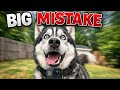 I Put A GoPro On My Husky Big Mistake