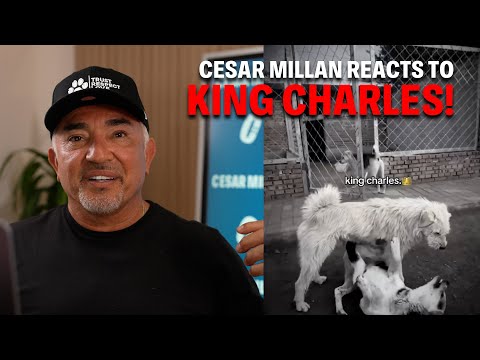 König Charles meistert Kämpfe besser als die meisten Menschen