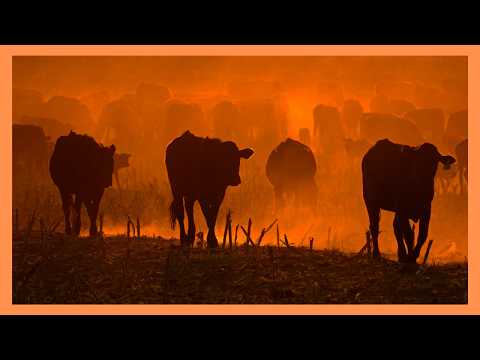 Operesheni Nyeri yanasa nyama haramu, watu saba wakamatwa