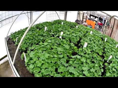 č. 32. Další zásilka