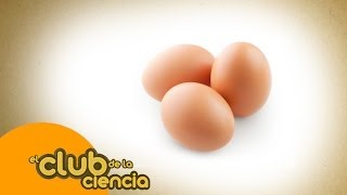 EL CLUB DE LA CIENCIA | Capítulo 01 (Piloto) - Nacer de un huevo