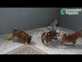 Shiba Inu dogs for sale: Marla - Video 1