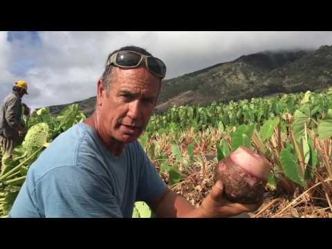 Growing Kalo to Perpetuate Hāloa w/ Bobby Pahia