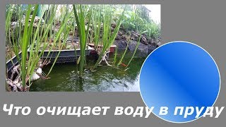 Экосистема домашнего пруда. Очистка и фильтрация водоема