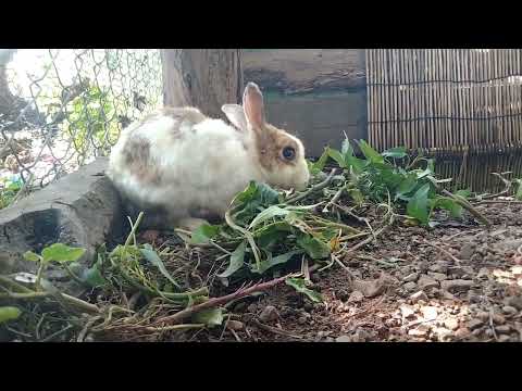 , title : 'Every time you feed the rabbits, do not forget to subscribe to get the latest videos!'