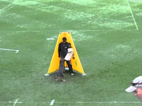 WUSV World Champion GSD 2013 089