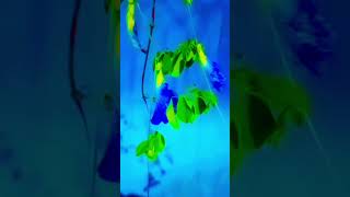 Download lagu Oodha  Oodha Oodha poo  song💙💙😘😘 whats app status.... rain time🌧️🌧️ mp3