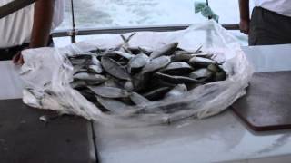 SHORT FILM - OCEANS - Ft. ELHAE by stwo SHORT FILM - OCEANS - Ft. ELHAE by stwo