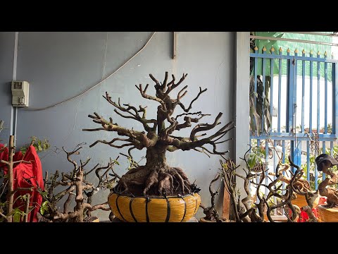 Mai vàng giá rẻ | ngày 17/1/2021