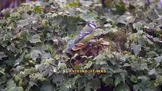 Download lagu How Long Can Magpies Live? The Record-Breaker Explained mp3