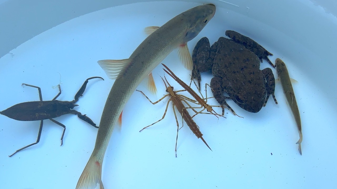 真冬の川石の裏にいる生き物を捕獲して観察。魚 カエル タイコウチ