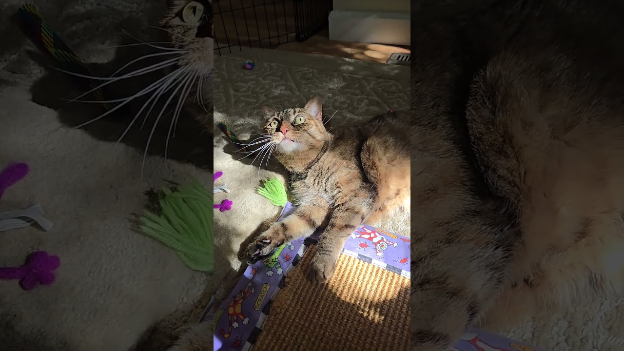 Enlarge Autumn, a Adoptable Domestic Short Hair in Pacific Grove, CA video 6/6