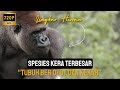 GORILA GUNUNG SPESIES KERA TERBESAR DI DUNIA