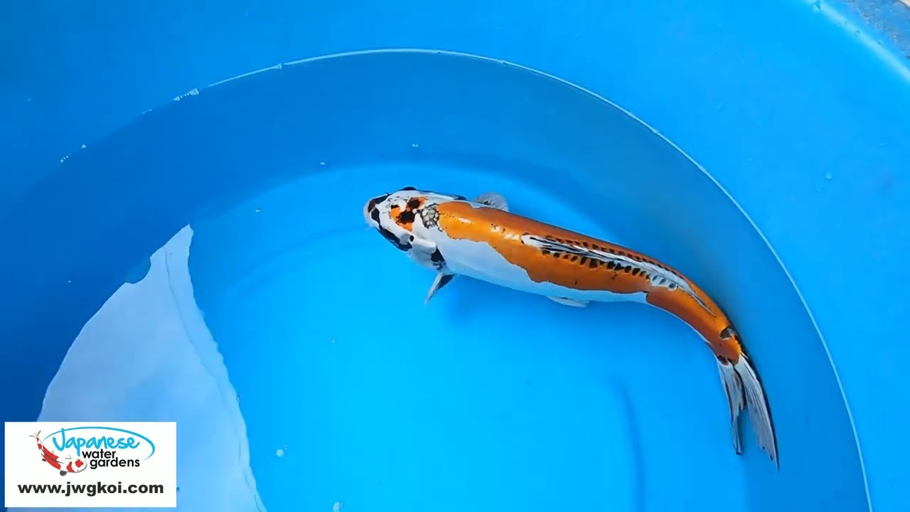 6029 Doitsu Kujaku 52cm £650