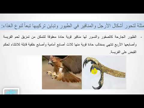 التكيف والتنوع في الكائنات الحية - العلوم - للصف الأول الإعدادي - الترم الأول -  نفهم