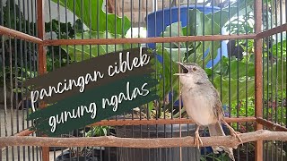 Download lagu Ciblek gunung ngalas pas untuk pancingan #kicaumania #masteran #cigun #pecintaburung mp3 Download lagu Ciblek gunung ngalas pas untuk pancingan #kicaumania #masteran #cigun #pecintaburung mp3