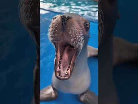 Never play such a joke with a seal.