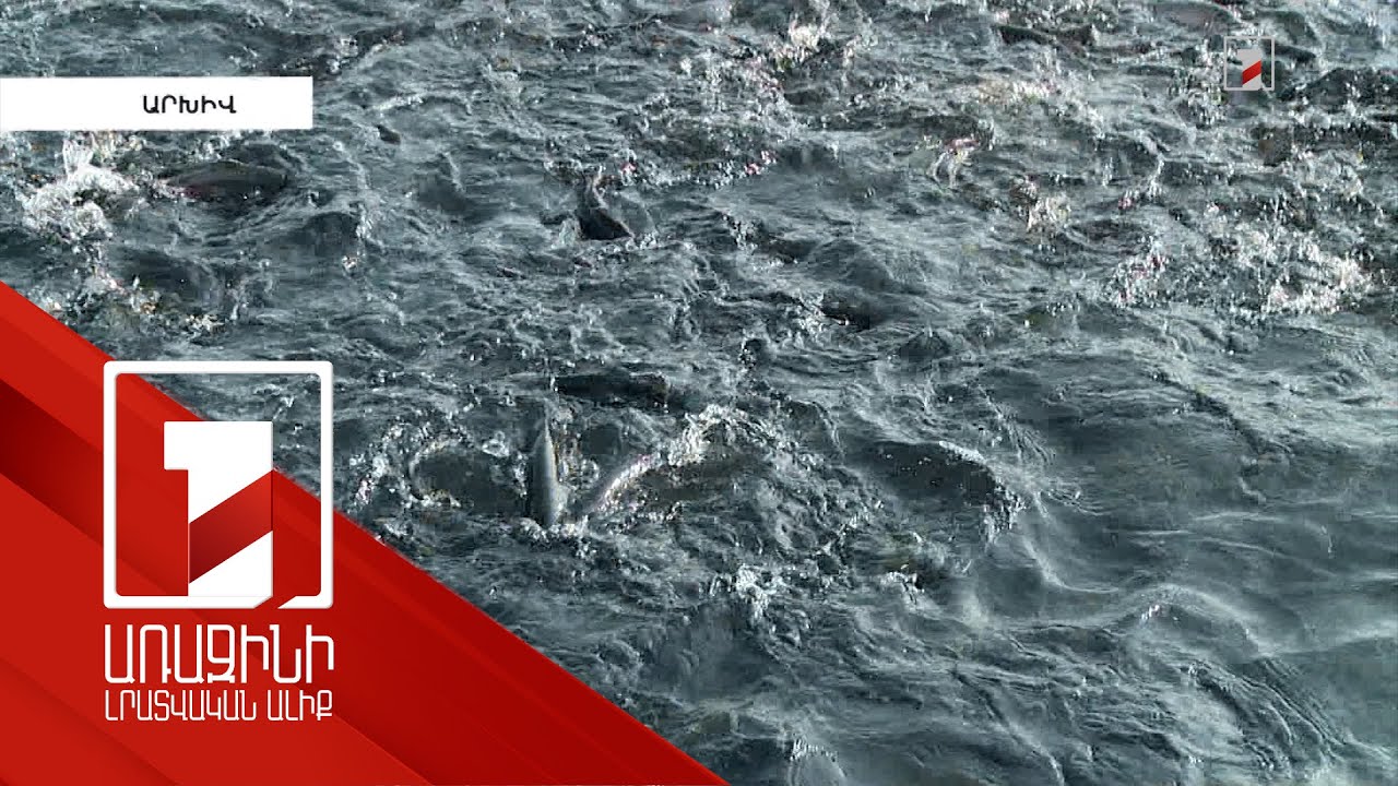 Հայանիստում անկած 58 տոննա ձկան փորձաքննությամբ մի շարք հիվանդություններ են հայտնաբերվել