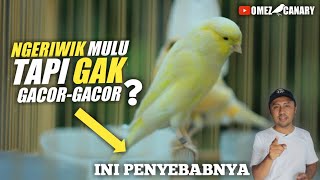 Download lagu Canary just chirping all the time? Not singing well? Here are 4 reasons and solutions. mp3