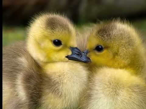 O patrie / Nach der Heimat  --  NAC-Petit choeur de Merlebach 1987