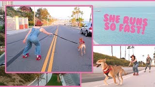 Dog Training on Roller Skates?!