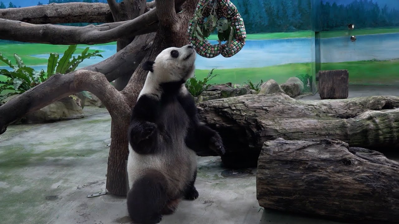 Taipei Zoo’s giant pandas get Christmas gifts