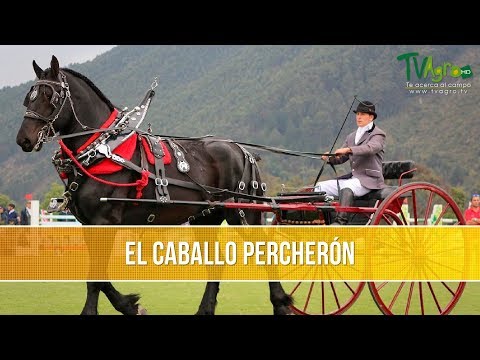 , title : 'Conozcamos la Crianza de los Caballos Percherón - TvAgro por Juan Gonzalo Angel Restrepo'
