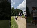 Ajax players get chased by dogs while running ???‍♂️?
