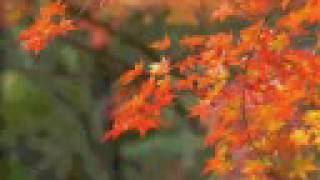 Raul Malo: Thanks A Lot