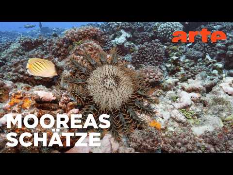 Die Perle des Pazifiks | Oasen - Inseln des Lebens | ARTE Fernweh