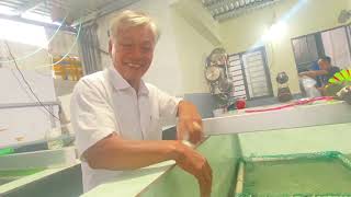 Người Đàn Ông  đem 240tr  ra Phú Yên mua giống cá chình