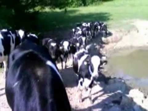 JAROMÍR NOHAVICA   HLÍDAČ KRAV