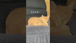 ファイト！　中島みゆき　1番　ギター弾き語り　練習2日目 #弾き語り #ギター #猫のいる暮らし