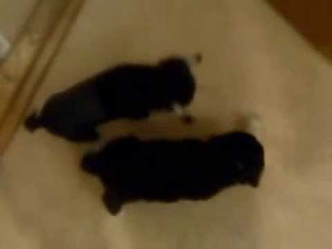 Sex veckor om 2 dagar,six weeks in two days:)