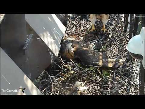 Cornell RTH  'D1 Version Of A Spread Eagle'   3:52 pm   _5.31.13_