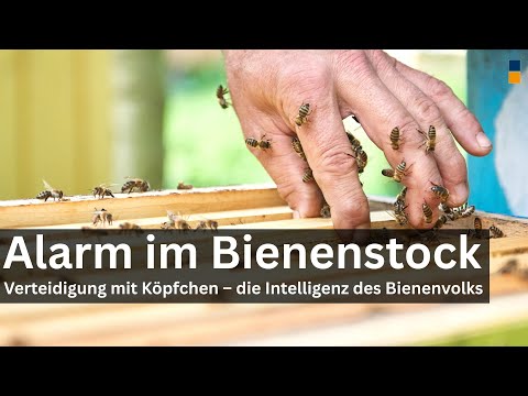 Alarm! No smoke - What prevents bees from stinging – and what ants reveal about disease defense.