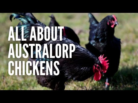 , title : 'Australorp Chickens: The Ultimate Guide!'