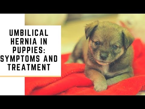 Umbilical Hernia In Puppies: Symptoms And Treatment