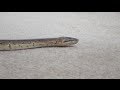 Slithering Ball Python