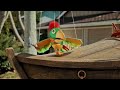 SpongeBob SquarePants Patchy The Pirate Talking About SB S Birthday Scene