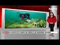 Global Bleaching Event | Scientists Say Coral Reefs Suffer Fourth Global Bleaching Event - Video