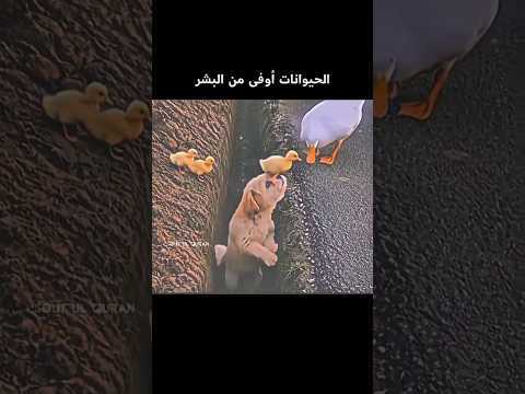 تلاوة تريح القلب 🥺❤️#اكتب_شي_تؤجر_عليه #قرآن #صدقة_جارية #اجر_لي_ولك