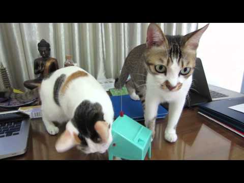 Shenzhen theremin kitties Nov2014