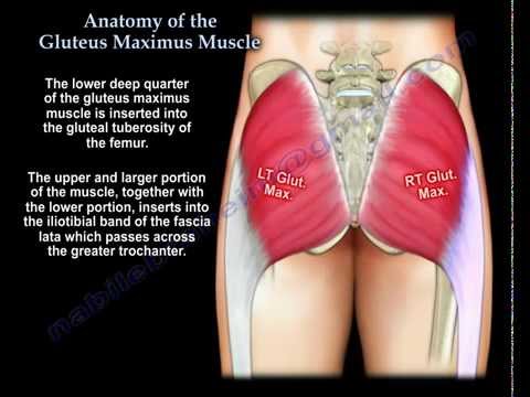 Anatomy Of The Gluteus Maximus Muscle - Everything You Need To Know - Dr. Nabil Ebraheim