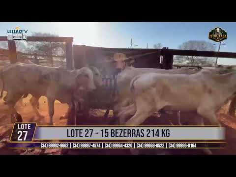 LOTE 27   15 BEZERRAS 214 KG🔥 AO VIVO: LEILÕES ITUIUTABA 23/07/2026 - PARQUE DE EXPOSIÇÕES JK