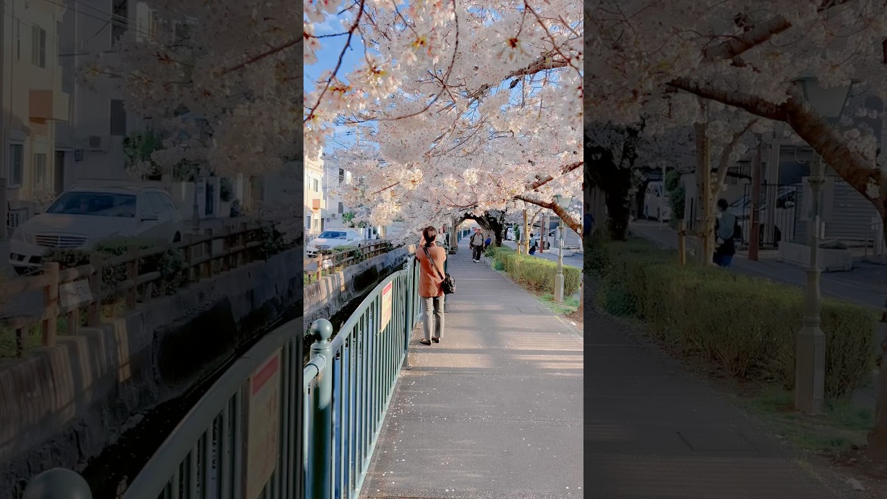 ในวันที่โลกไม่สงบสุข ดอกไม้ชนิดนี้ช่วยทำให้คนญี่ปุ่นมีความสุข