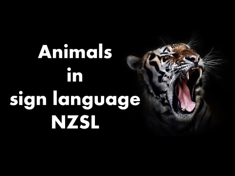 How to Sign Cat, Pet in NZSL